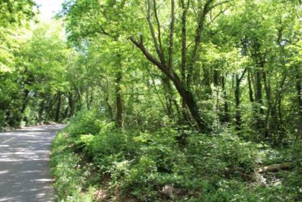 Lot: 113 - OVER TWENTY-ONE ACRES OF FREEHOLD WOODLAND - Freehold Land